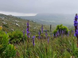 Aristea capitata making the most of opportunities